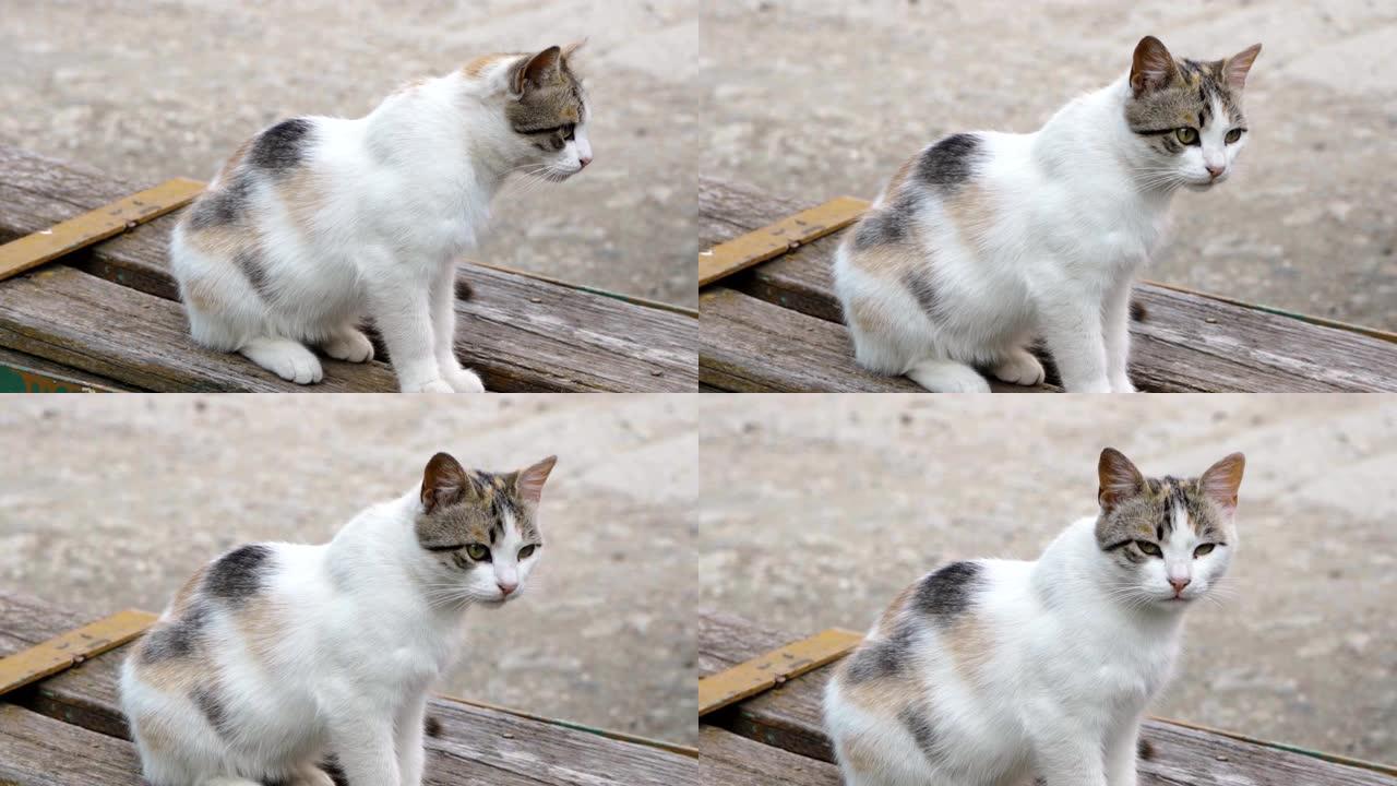 观察力强的大眼睛猫坐在木凳上特写