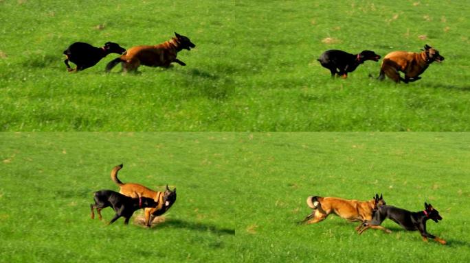 两只美丽的纯种狗在绿色的田野上玩耍
