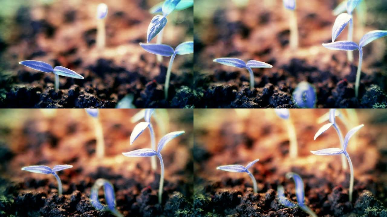 蓝色植物生长。未来主义的超现实背景。发芽。超棒的现代精彩世界。地球