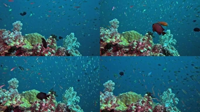 珊瑚礁上的鱼类食物链生物多样性