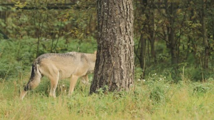 白俄罗斯。森林欧亚狼犬红斑狼疮在秋季森林中奔跑