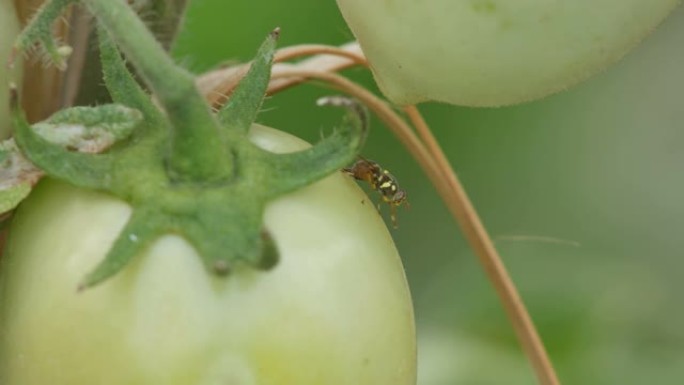 果蝇在番茄周围移动