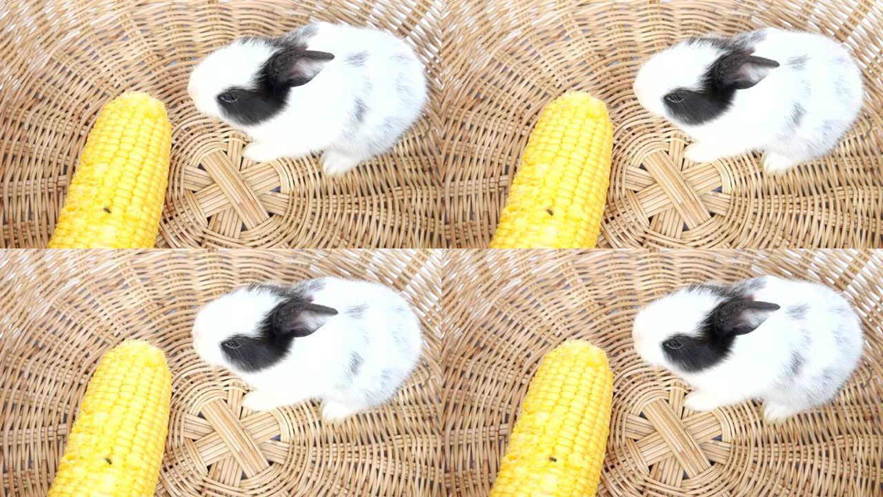 小兔子在藤制篮子里吃玉米