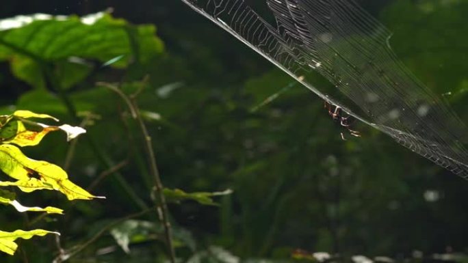 满月园森林游憩区内的慢镜头圆网蜘蛛