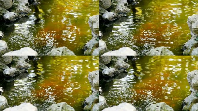 日本池塘浮鱼跳出水和石头