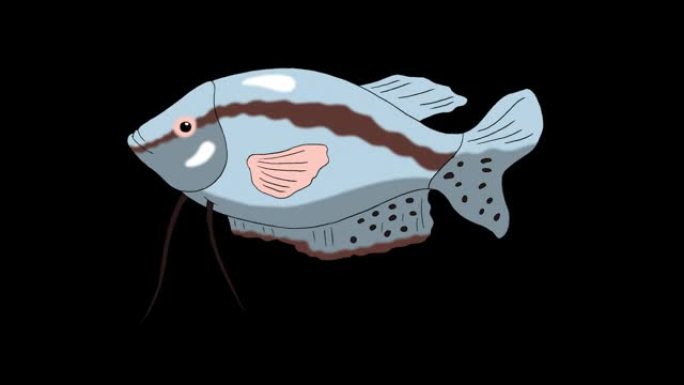 大灰色水族馆鱼古拉米阿尔法哑光环形