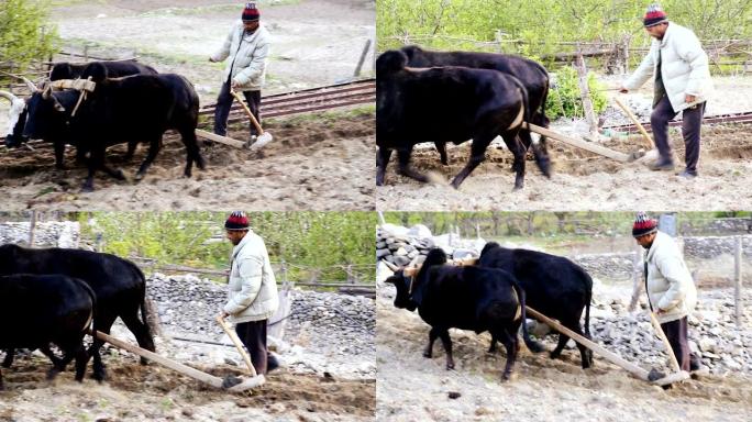 印度农民使用木犁犁地