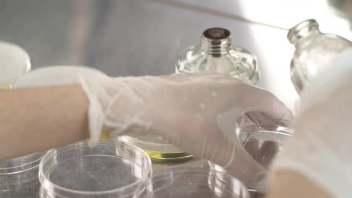 实验室科学家在研究实验室将特殊试剂倒入培养皿中的特写镜头。微生物培养。