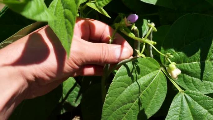 花园里种的新鲜青豆，肥豆美洲亚特兰蒂斯豆，