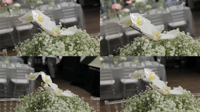 白色兰花花