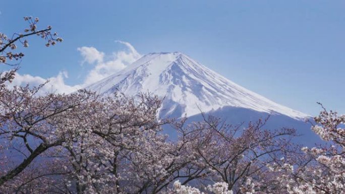 日本春天的富士山和樱花。