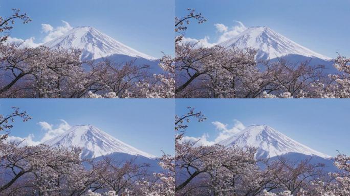 日本春天的富士山和樱花。