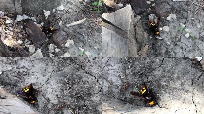 猛犸象黄蜂 (Megascolia maculata)，在地面上行走