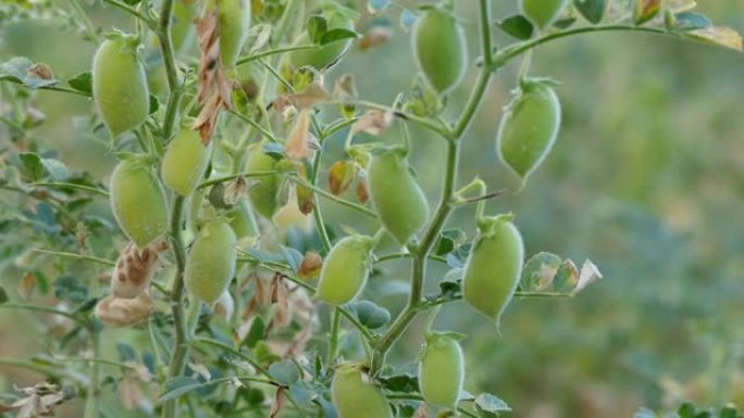 鹰嘴豆在鹰嘴豆地里开始成熟，绿色的鹰嘴豆在地里，