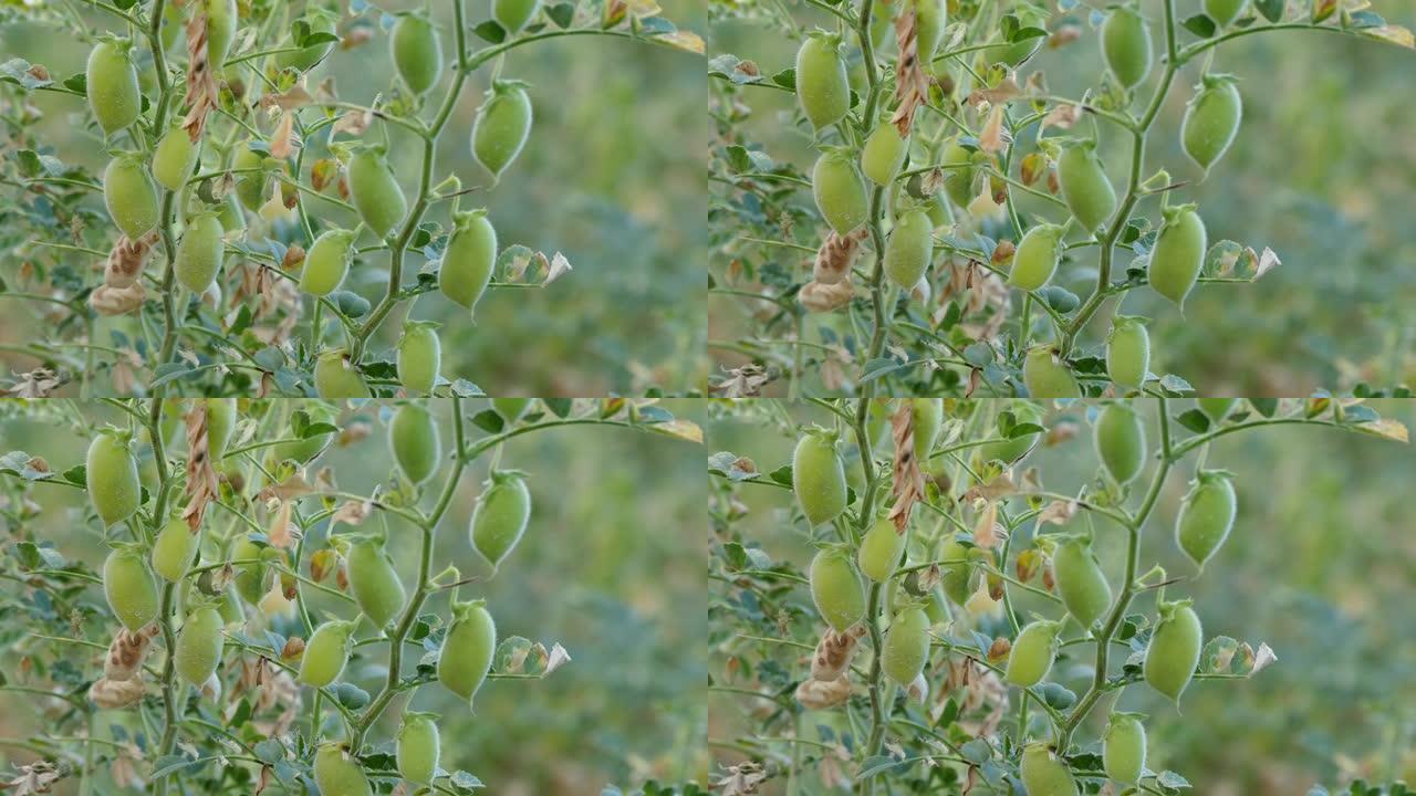 鹰嘴豆在鹰嘴豆地里开始成熟，绿色的鹰嘴豆在地里，