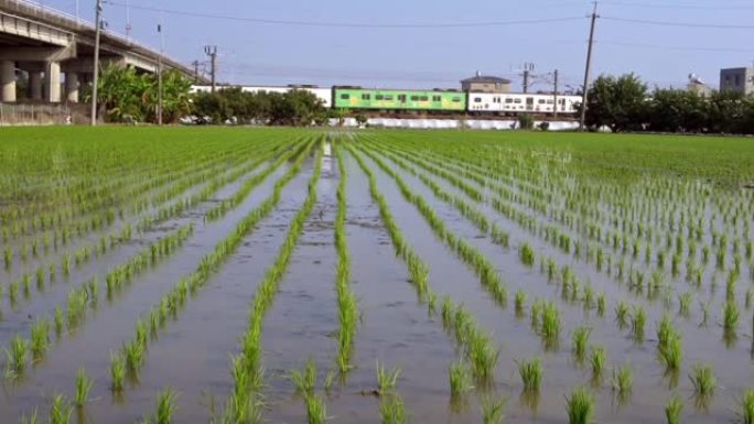 农业种植的绿色水稻和火车通过在背景台湾