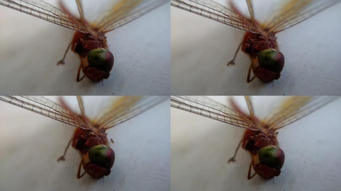两只小蚂蚁从里面吃死蜻蜓的视频。