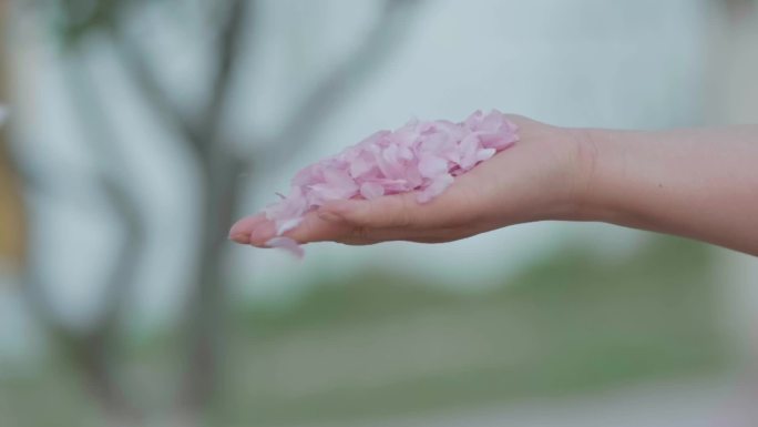 花瓣樱花从女孩手里落下握不住的春天