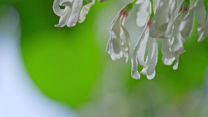 春天阳光下的白色流苏花瓣