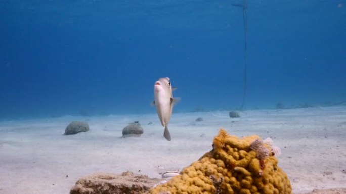 库拉索岛周围加勒比海珊瑚礁的海景，幼鱼
