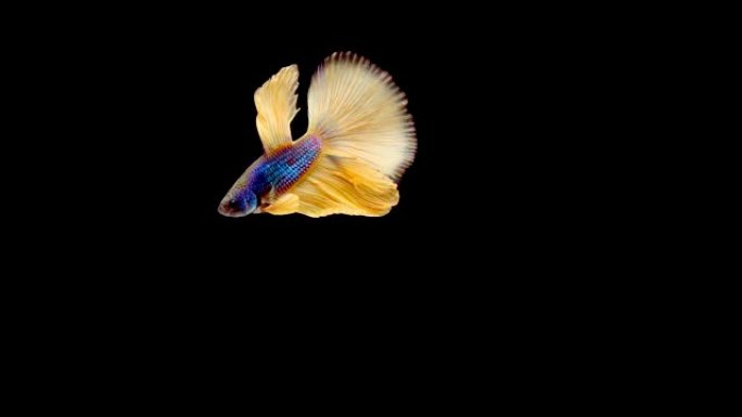 暹罗斗鱼 (Betta splendens) 的慢动作，众所周知的名字是Plakat Thai