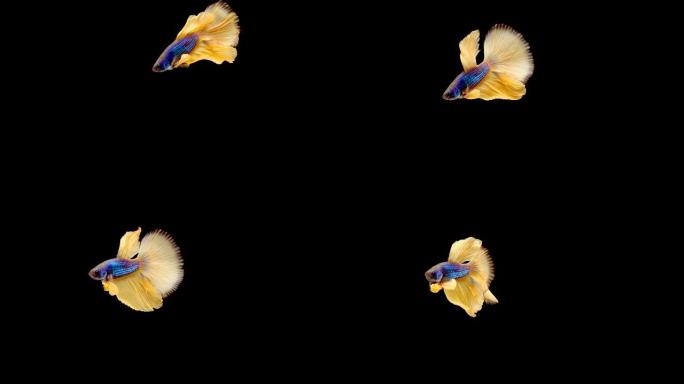 暹罗斗鱼 (Betta splendens) 的慢动作，众所周知的名字是Plakat Thai
