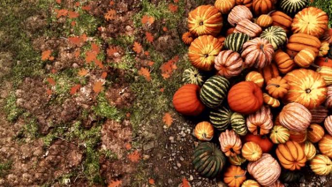 一堆五颜六色的秋天南瓜在地面上特写俯视图