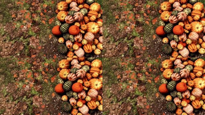 一堆五颜六色的秋天南瓜在地面上特写俯视图