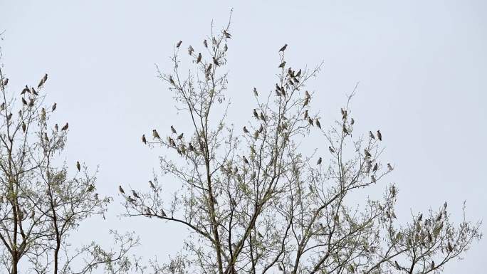 落在树梢上的太平鸟起飞