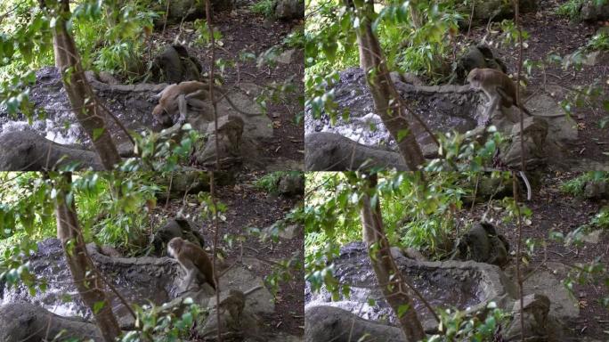 亚洲猴子从黑风洞寺庙附近的森林中的河里喝水。