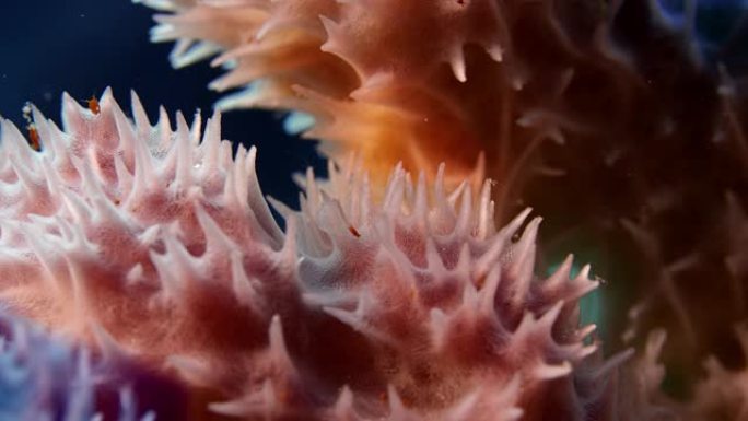 天蓝色海绵海绵物种，特写，慢动作