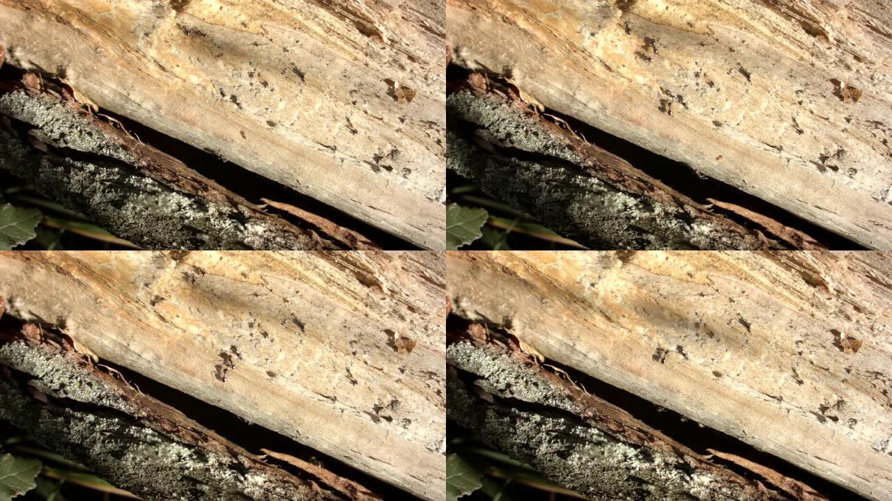 木头上的蚁丘特写。