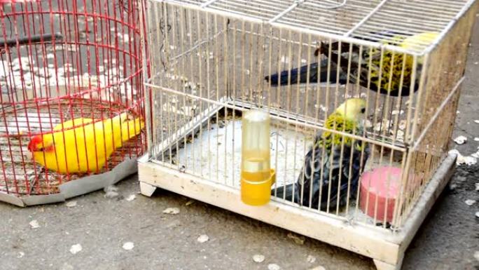 笼中的小鸟-黄色和黑色鹦鹉