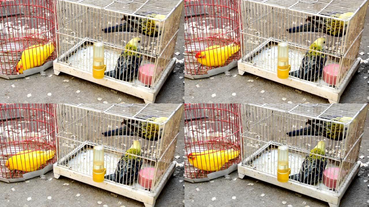 笼中的小鸟-黄色和黑色鹦鹉