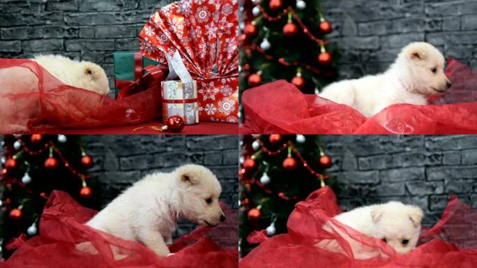 美丽的白色小狗在节日气氛包围着圣诞节和新年的装饰。