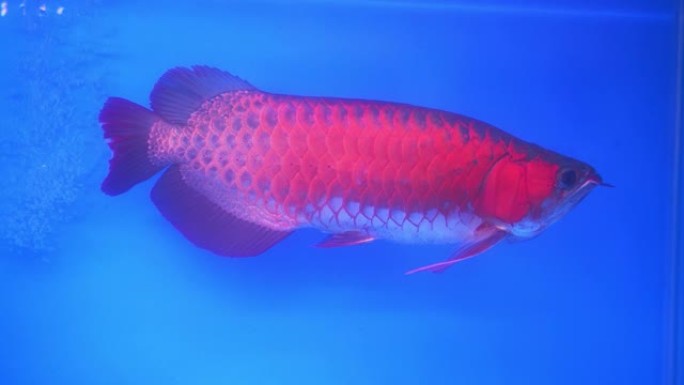 在水族馆里的龙鱼，这是一种喜欢长身体的鱼