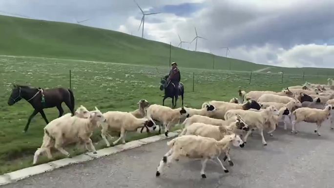 青海山牦牛放羊