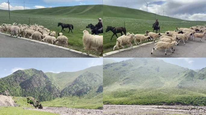 青海山牦牛放羊