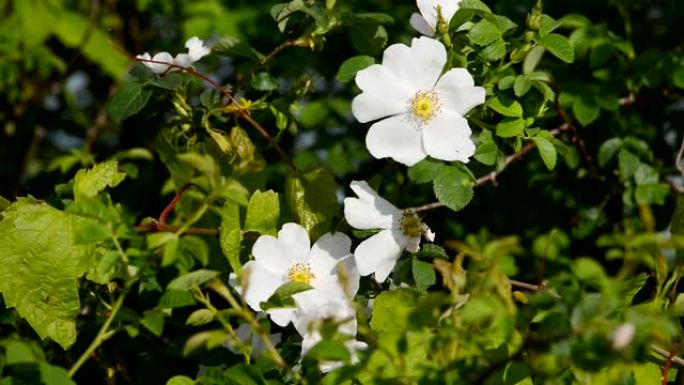 白花。自然之春背景