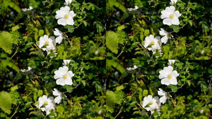 白花。自然之春背景