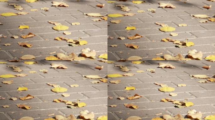 铺路石上的黄色秋叶。季。