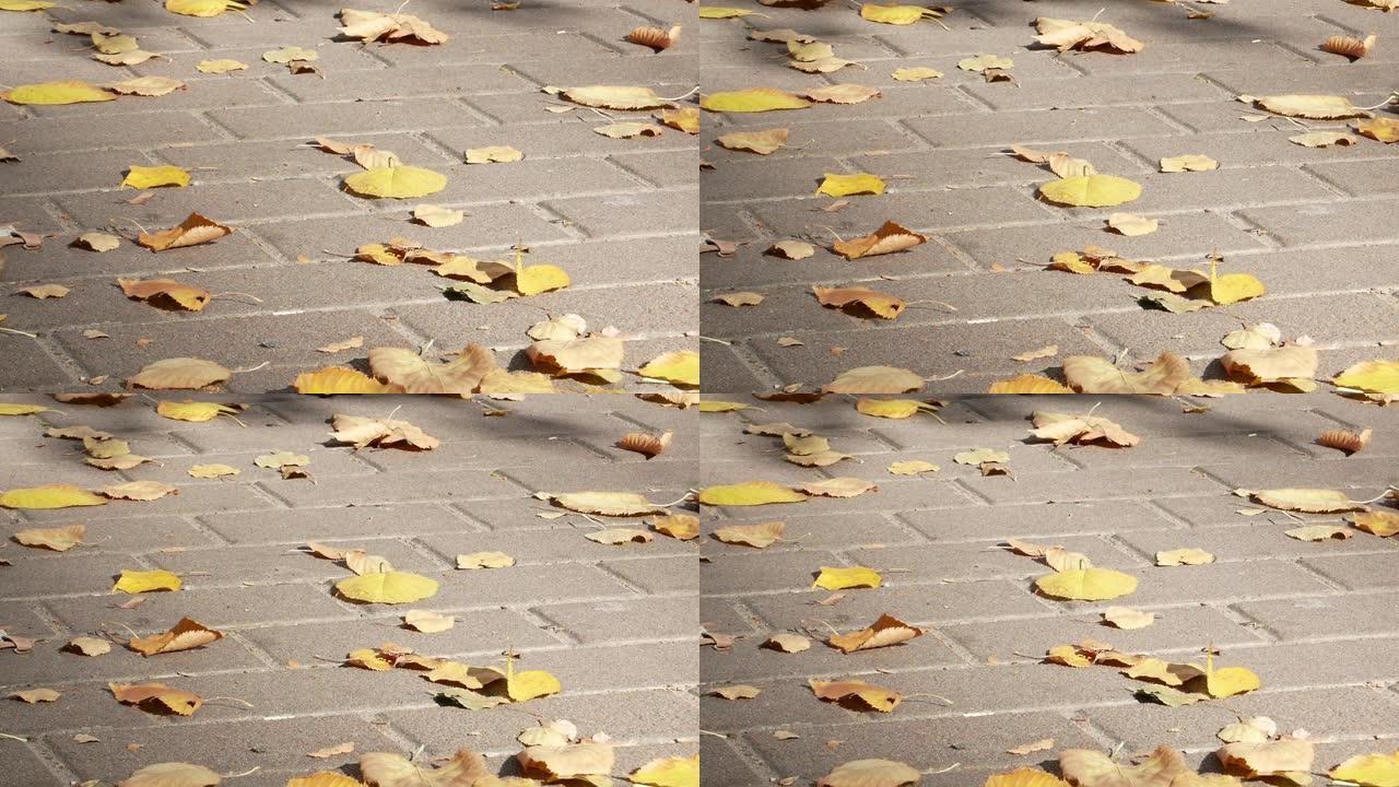 铺路石上的黄色秋叶。季。