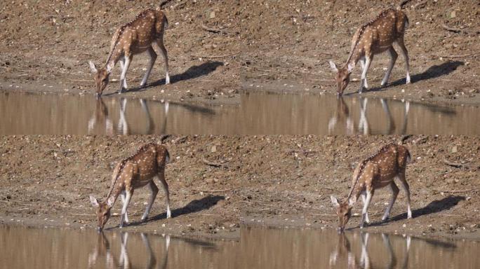 印度塔多巴的水坑里喝轴心鹿-4K 60p