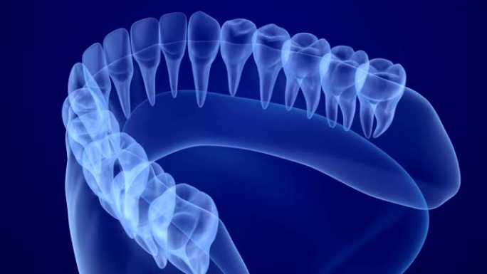 口腔牙龈和牙齿x射线视图。医学上精确的牙齿3D动画