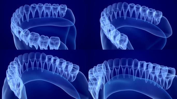 口腔牙龈和牙齿x射线视图。医学上精确的牙齿3D动画