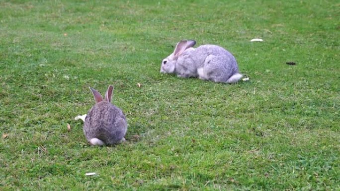两只兔子在草坪上吃草