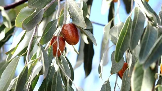 Oleaster树和树枝上的成熟果实
