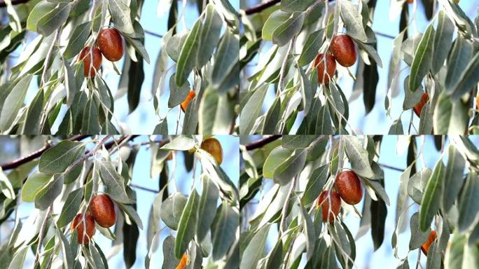 Oleaster树和树枝上的成熟果实