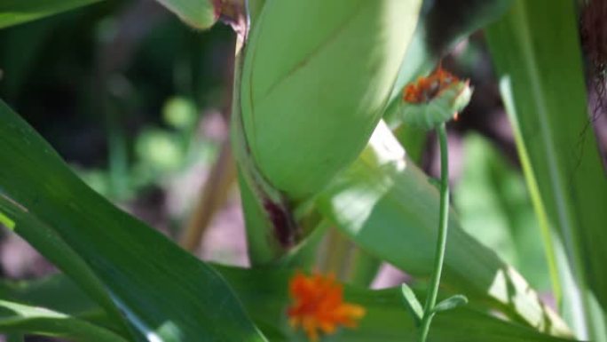 从橙花平移到玉米芯