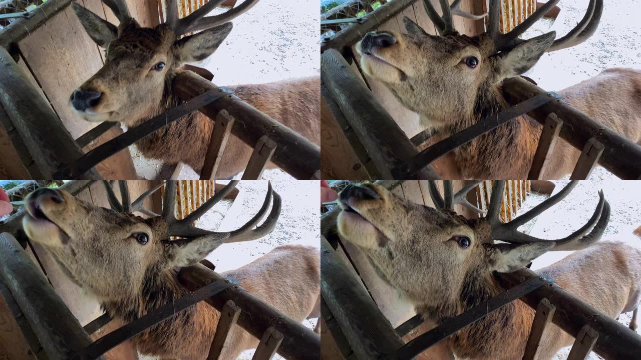 喂食并可以抚摸的鹿的特写镜头